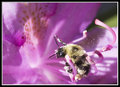 Cradled Pollinator