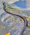 Northern Black Racer #5