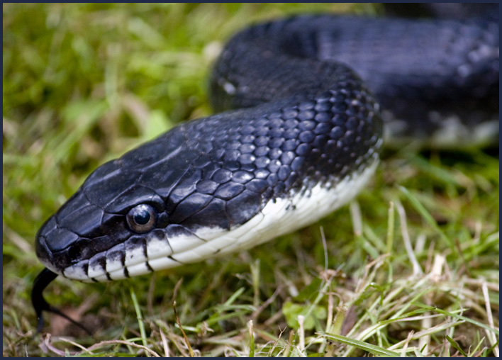 Northern Black Racer #3