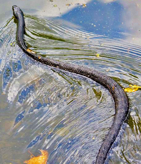 Northern Black Racer #5