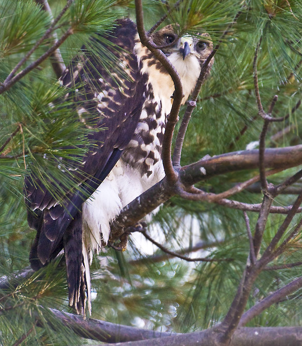 Hawk