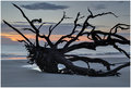 Driftwood Beach at Dawn