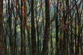 Forest for the Trees