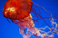 jellyfish trailer