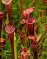 Late Summer Pitchers