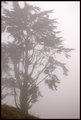 Pacific Fog