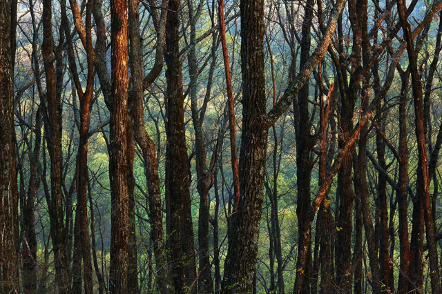 Forest for the Trees