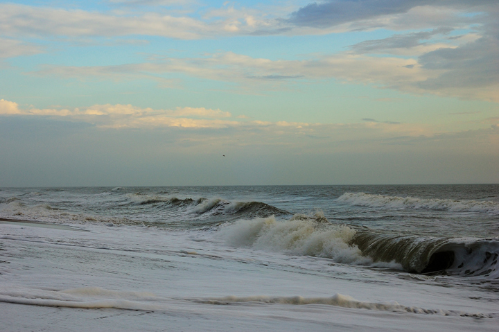 Ocean Beauty