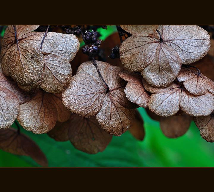 Oakleaf Hydrangea Dried Blooms