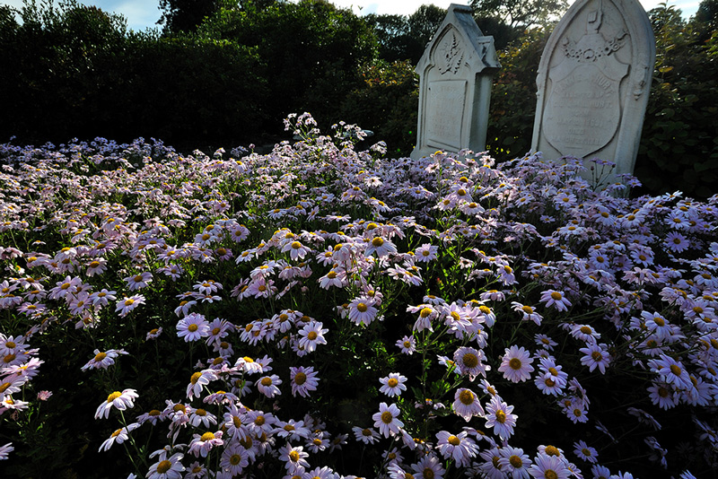 Pushing Daisies