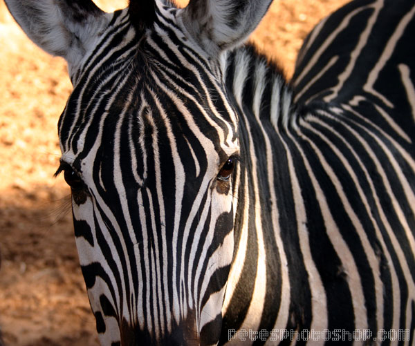 zebra.jpg