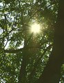 0391Sun-w.jpg