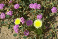 Desert flowers: dandelion and verbena