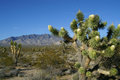 Joshua tree, Baker, Calif.