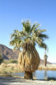 California Fan Palm