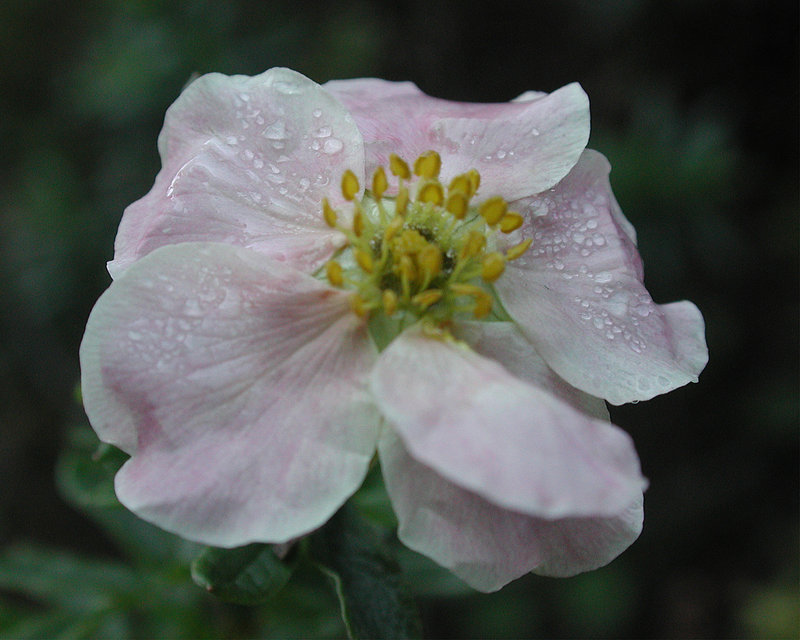 soft pink
