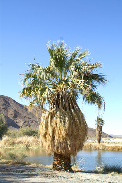 California Fan Palm