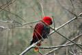 Birdy