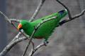 Greeny