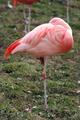 Flamingo.jpg