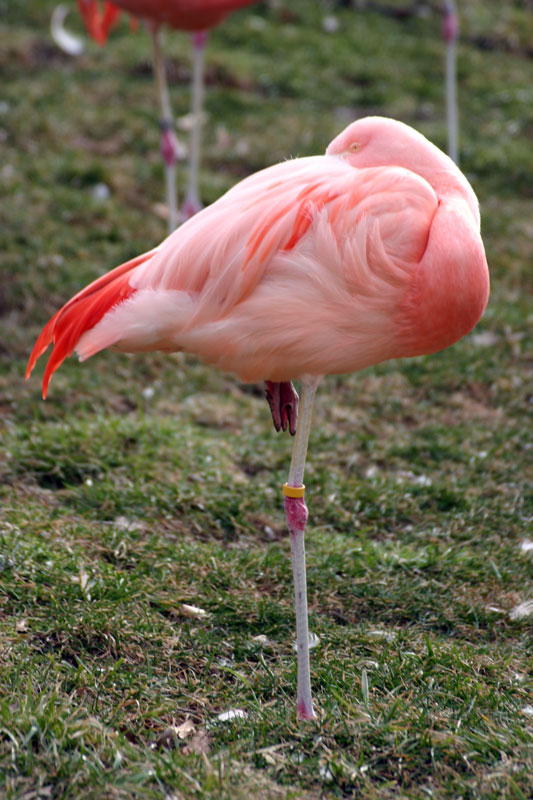 Flamingo.jpg