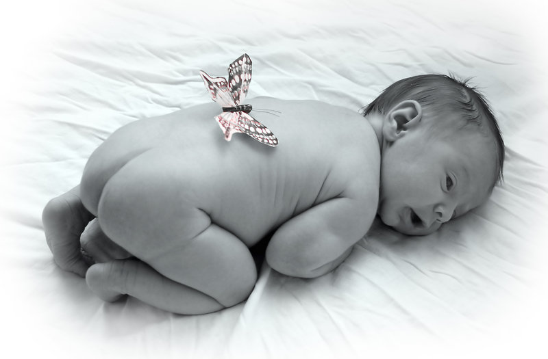 Butterfly Wings