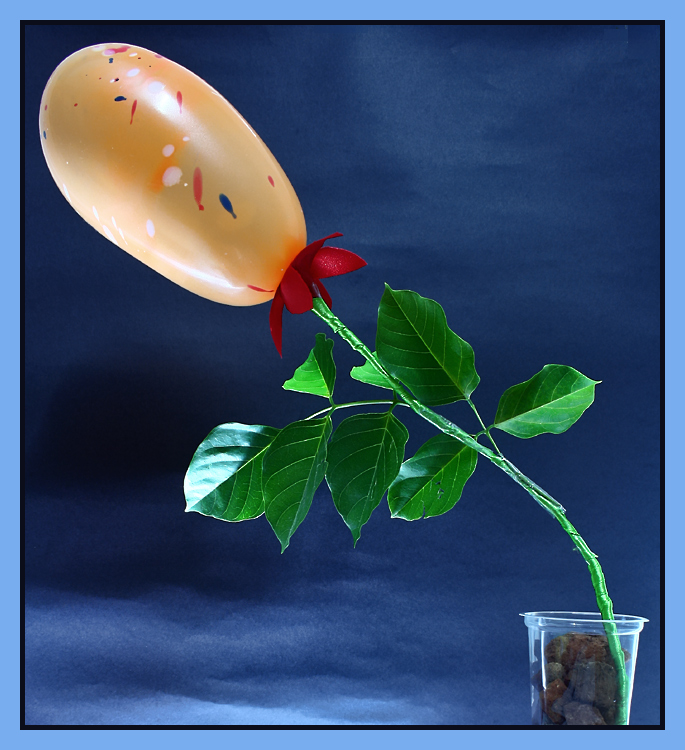 Balloon Blossom_V1
