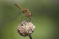 CRW_8337 640px web.jpg