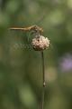 CRW_8347 640px web.jpg