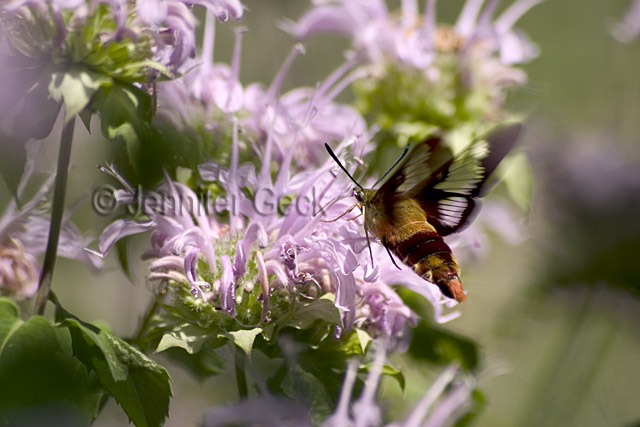 CRW_8328 640px web.jpg