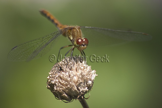 CRW_8337 640px web.jpg