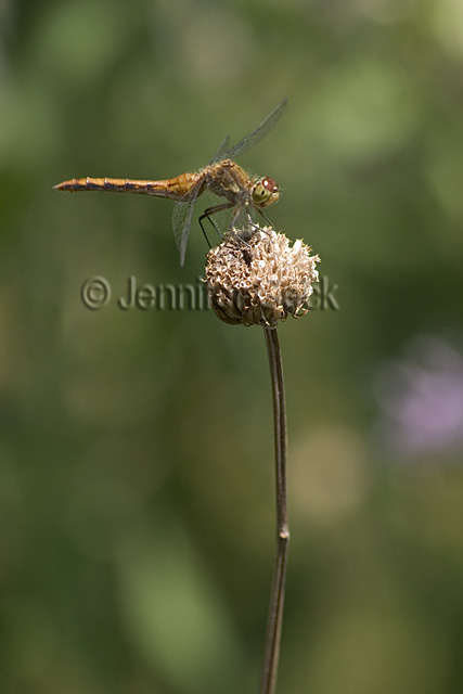 CRW_8347 640px web.jpg
