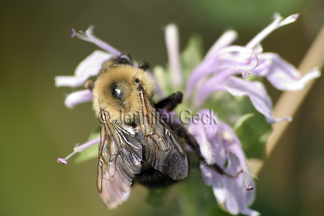 CRW_8380 640px web.jpg