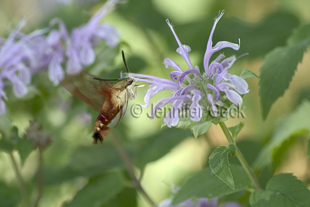 CRW_8418 640px web.jpg
