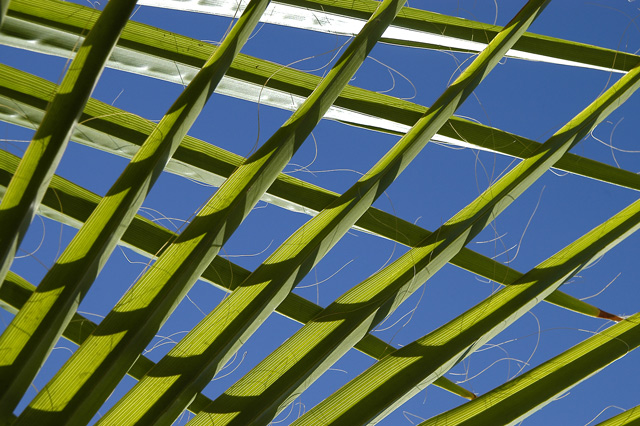 Palm_0065.jpg