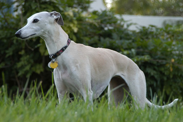 Ms Baylee II