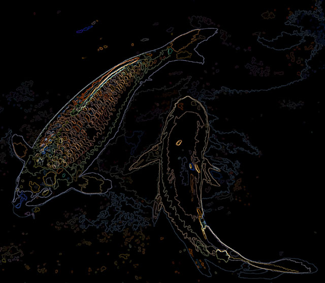 Funky-Fish.jpg
