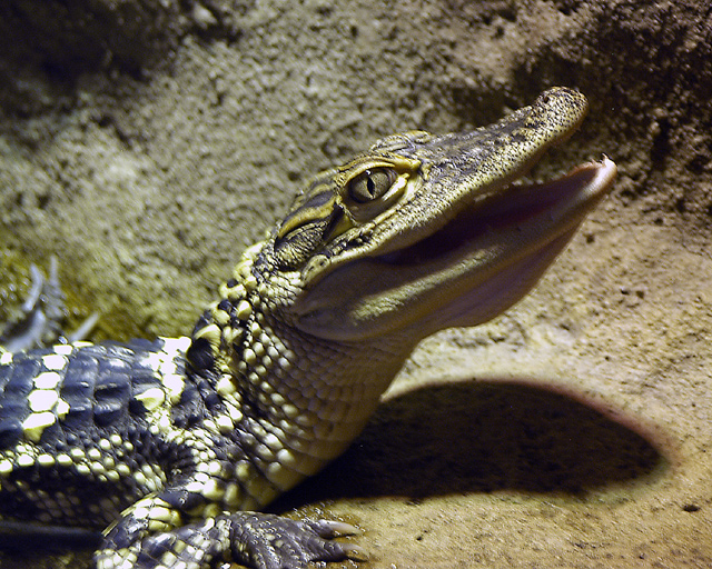 Baby-Aligator.jpg
