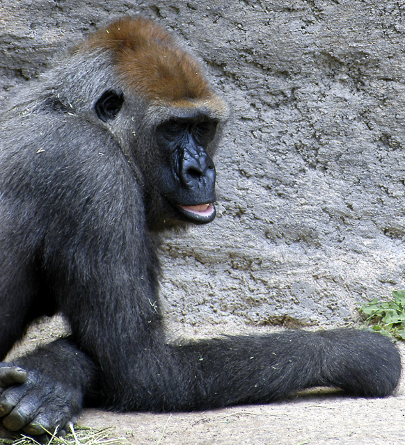 Gorilla.jpg