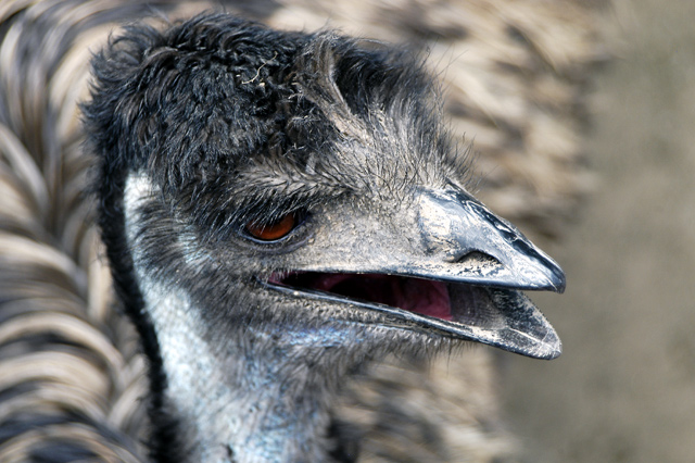 Ugly-Bird.jpg
