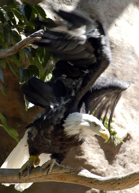 Winged-Eagle.jpg