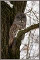 great grey