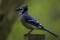 Blue-Jay