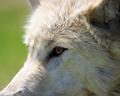 Hungry like a Wolf