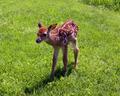 Bambi