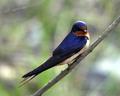 Barn Swallow