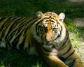 Baby Tiger