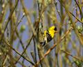 American Gold Finch