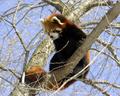 Red Panda