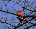 Cardinal